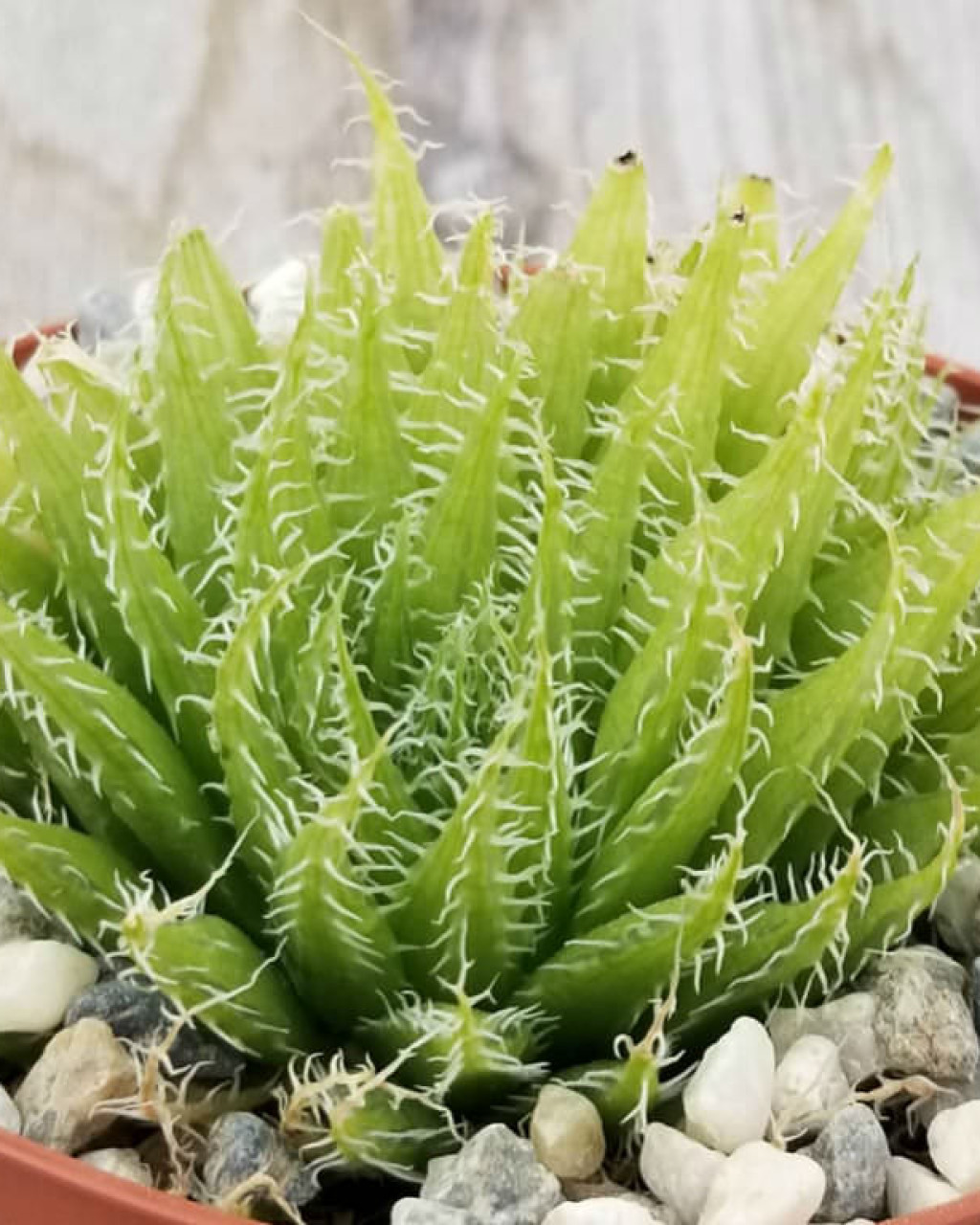 Haworthia decipiens var. xiphiophylla