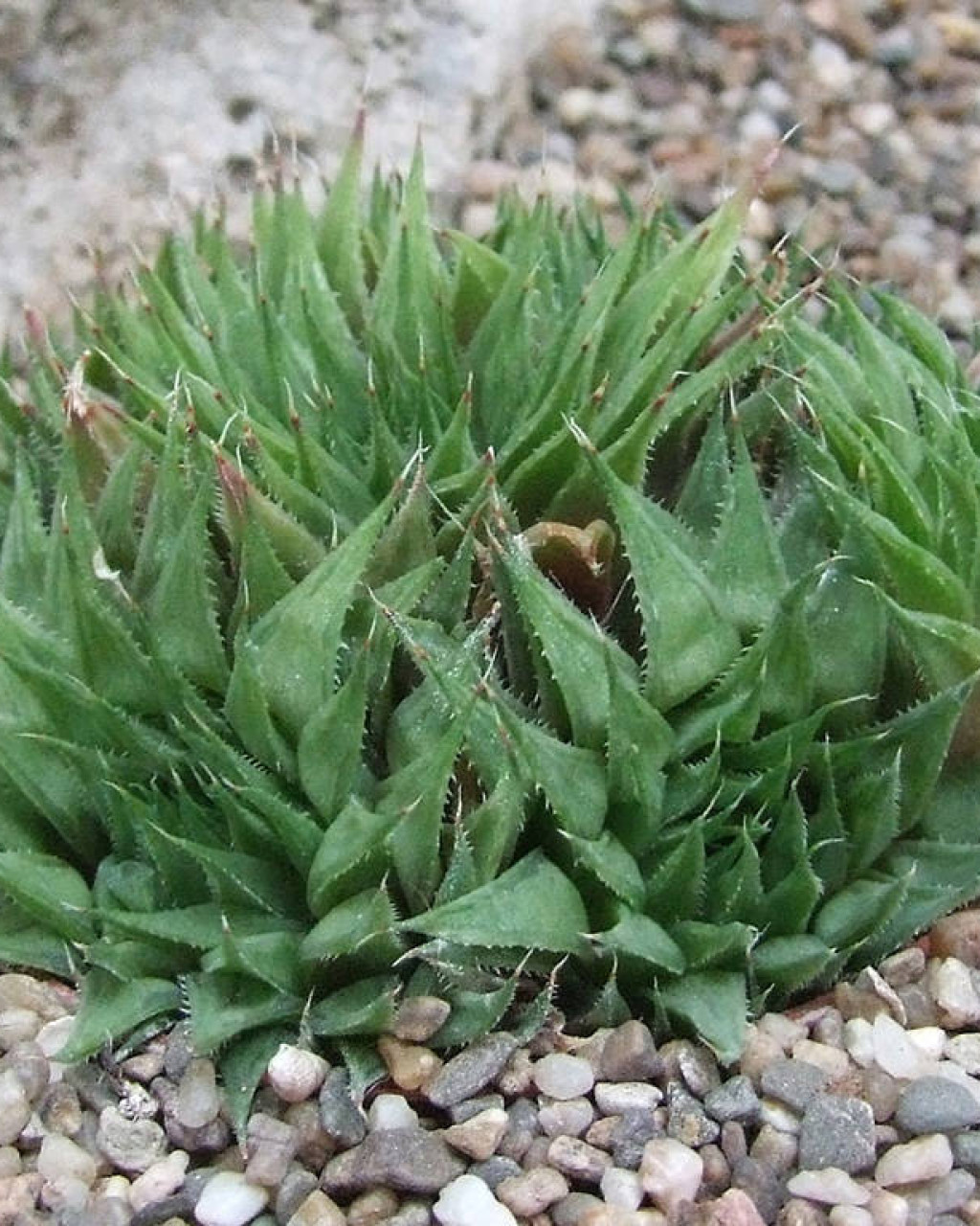 Haworthia elizeae