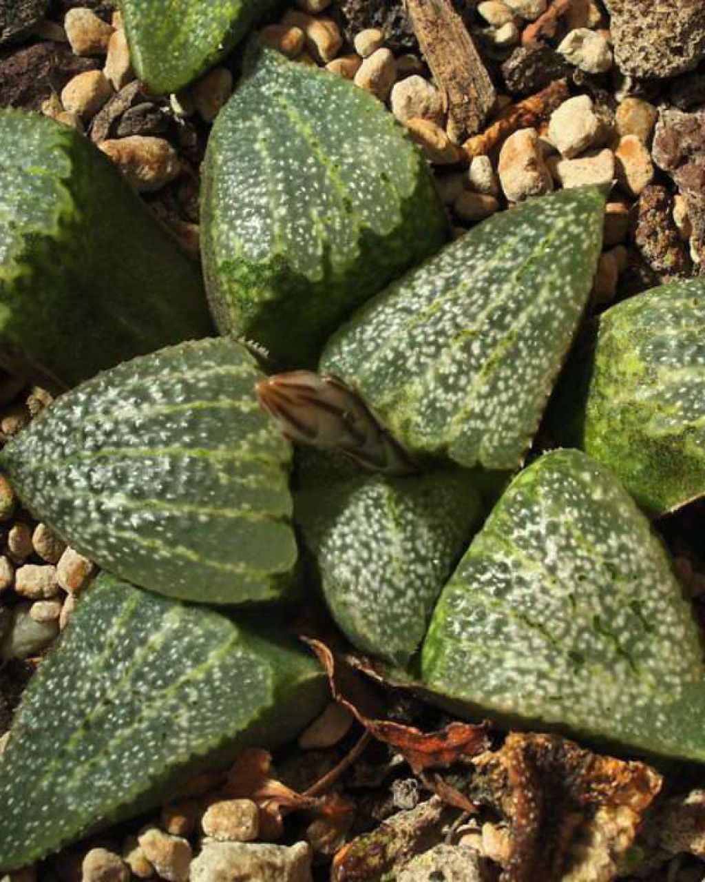 Haworthia emelyae