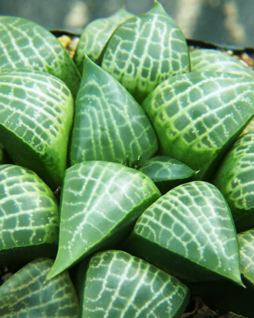 Haworthia emelyae var. comptoniana