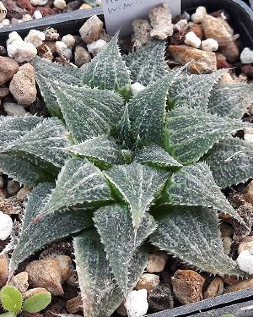 Haworthia emelyae var. major