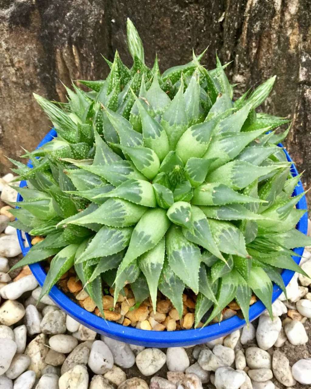 Haworthia emelyae var. multifolia