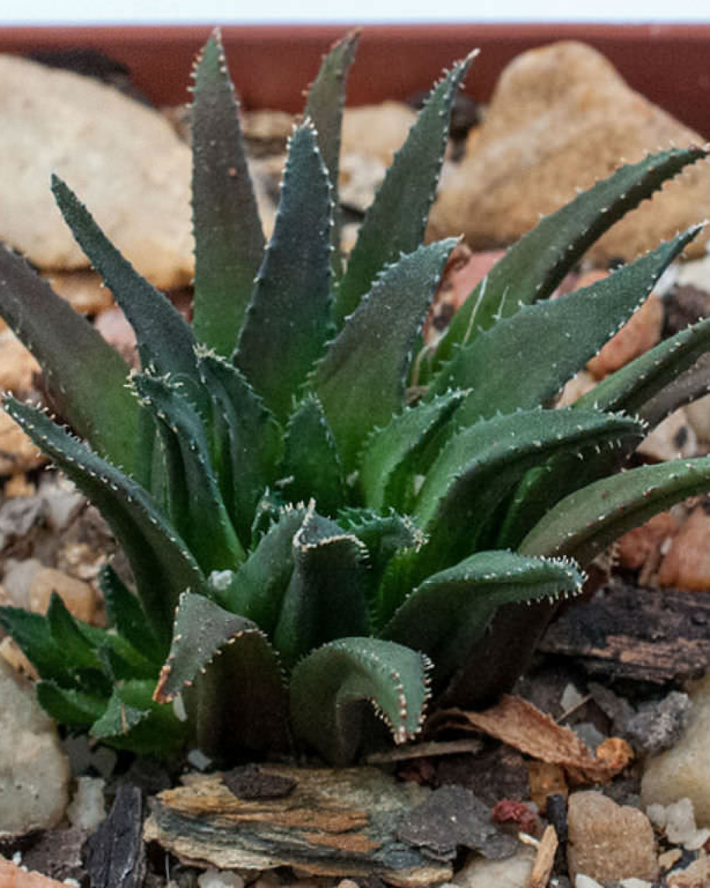 Haworthia floribunda