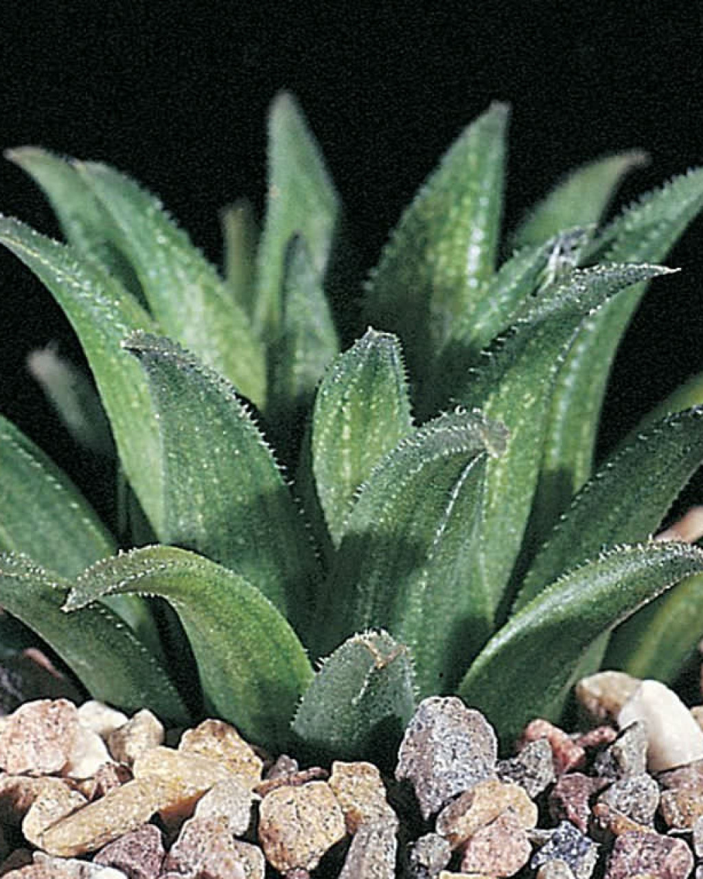 Haworthia floribunda var. dentata