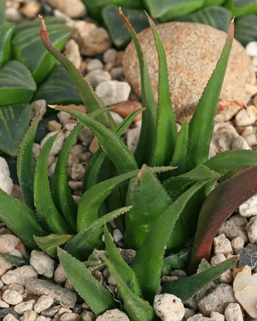 Haworthia floribunda var. major