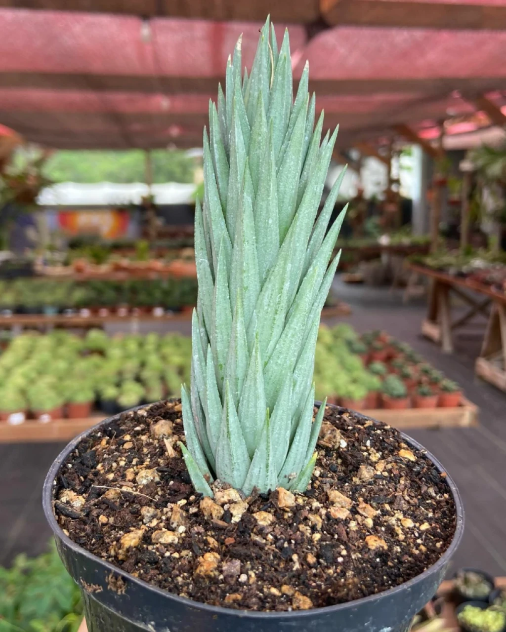 Haworthia glauca
