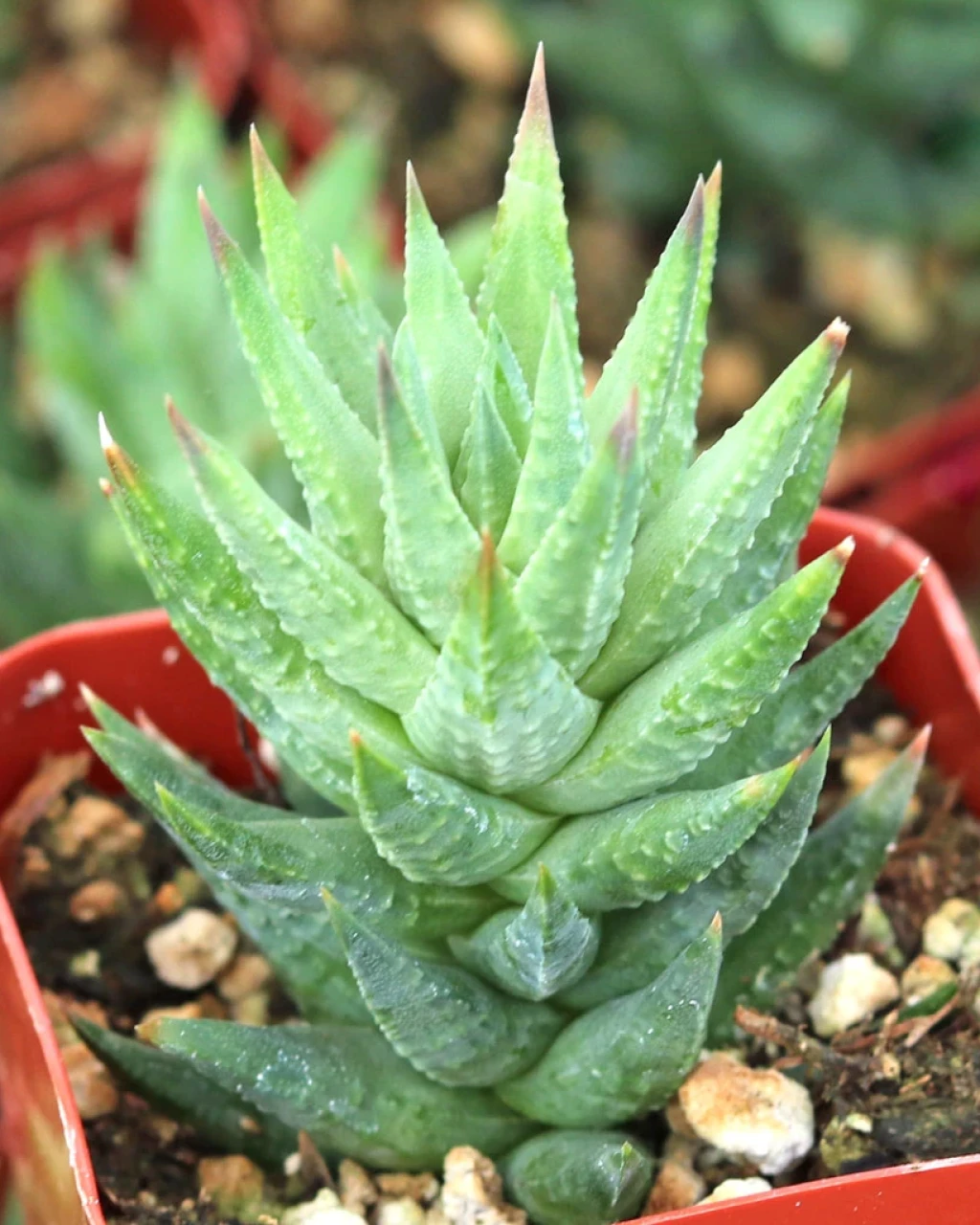 Haworthia glauca var. herrei