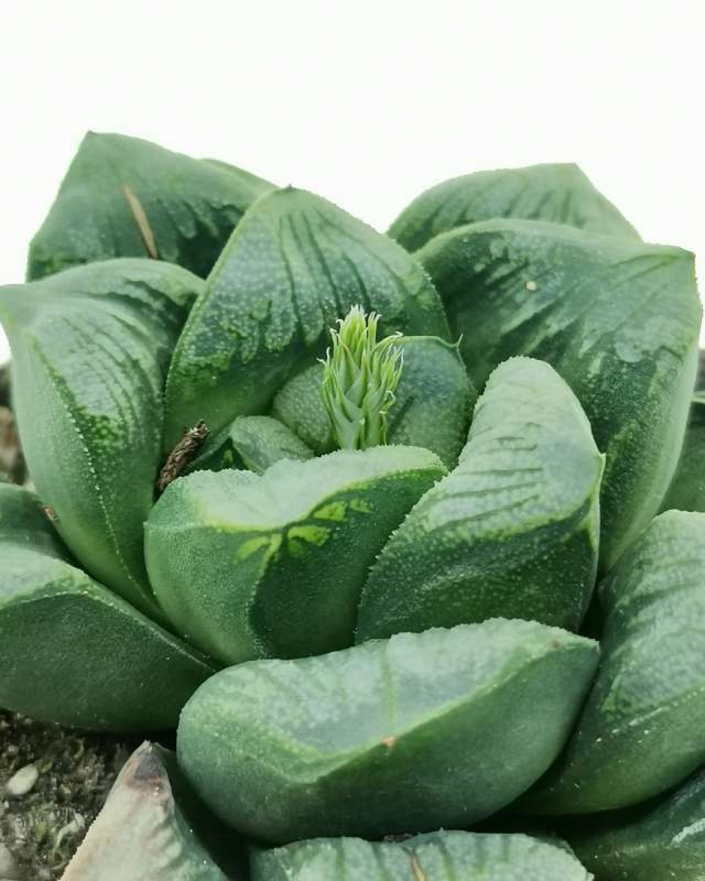 Haworthia 'Green Rose'