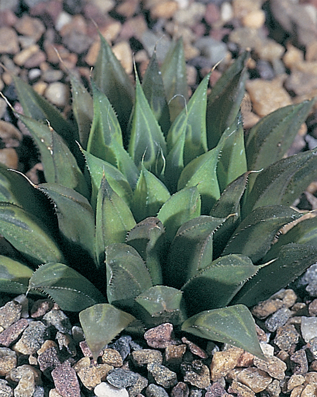 Haworthia heidelbergensis
