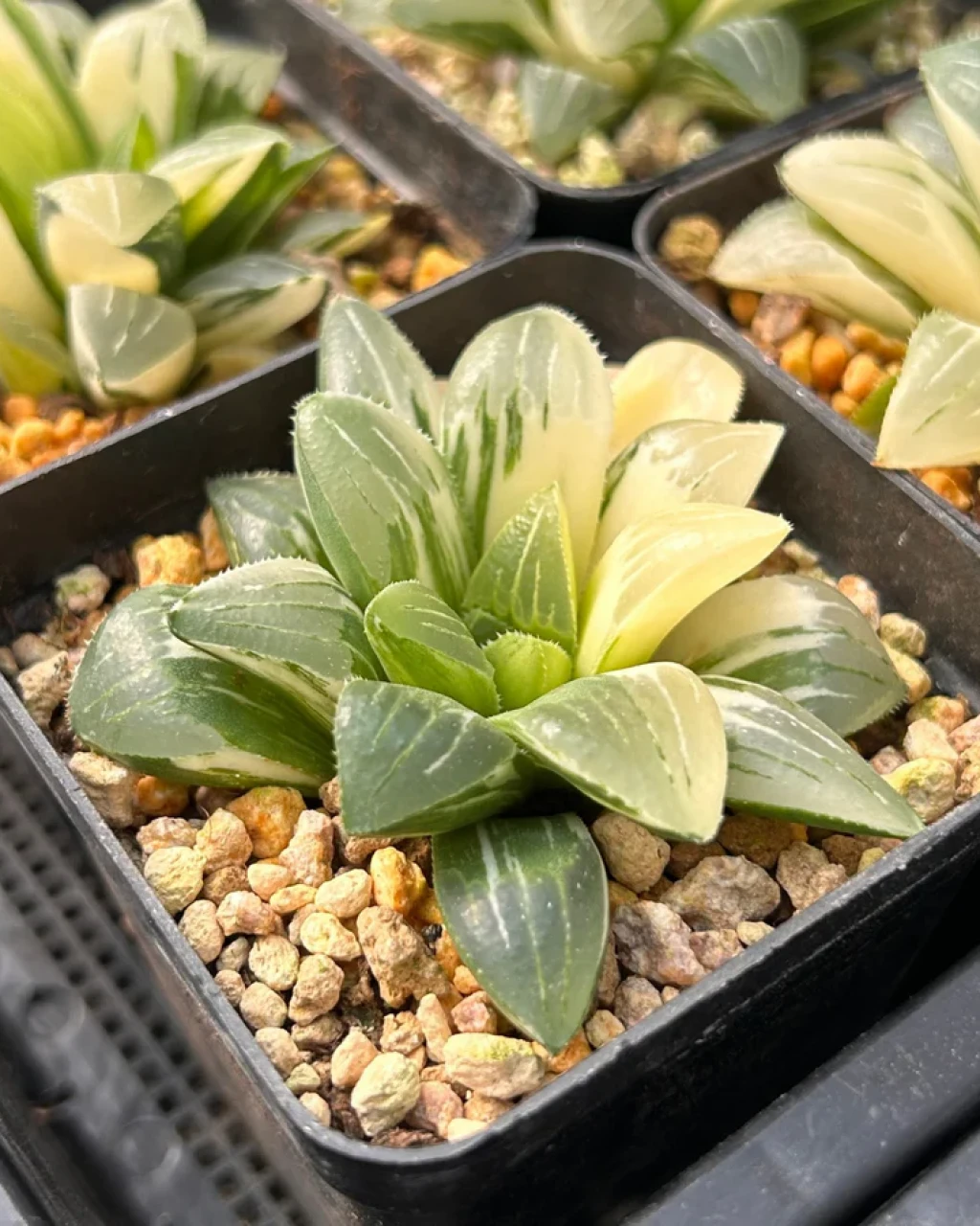 Haworthia heidelbergensis f. variegata