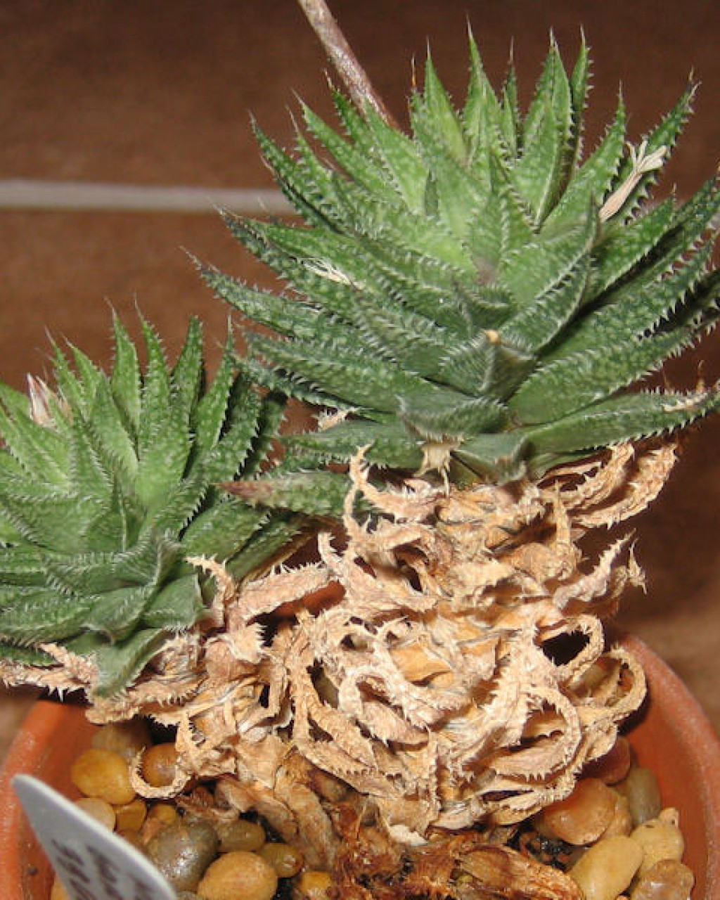 Haworthia Herbacea