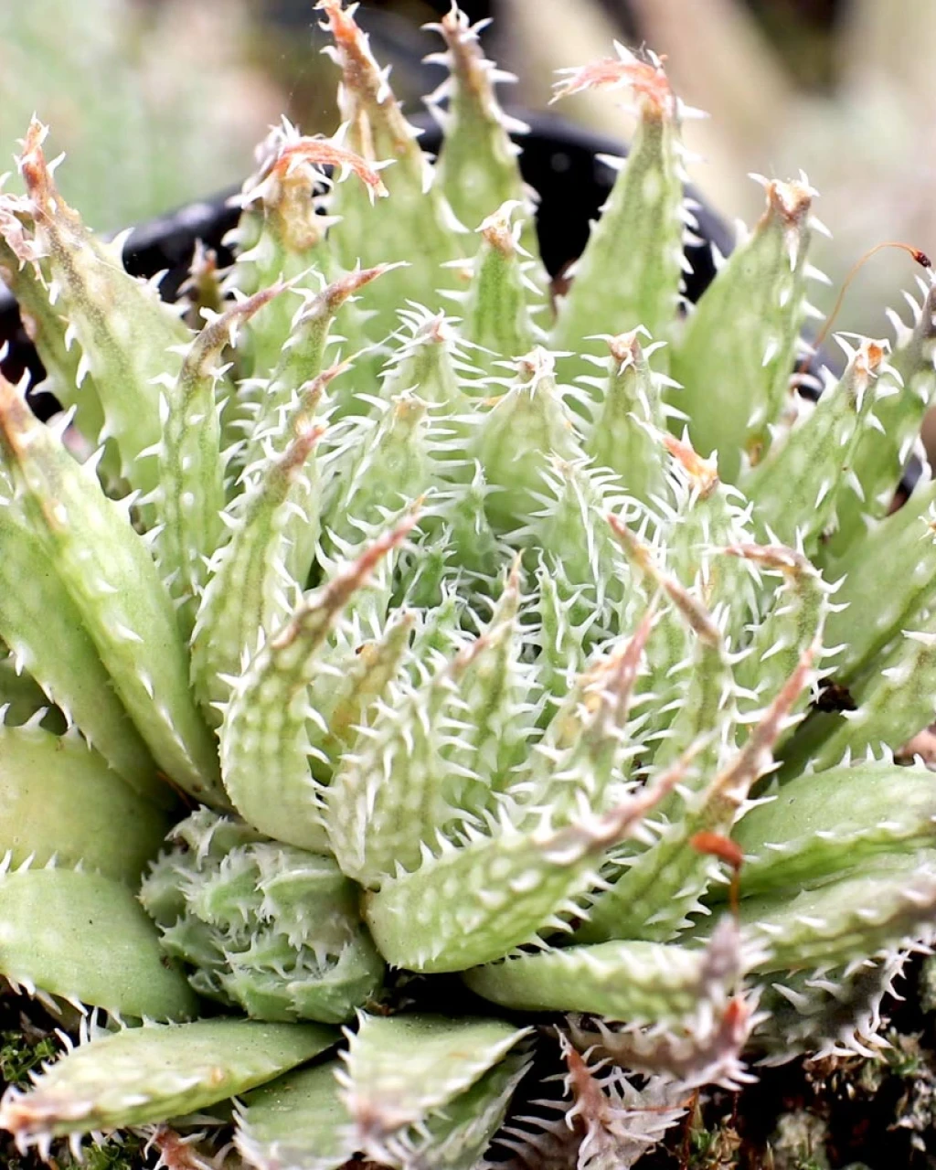 Haworthia herbacea