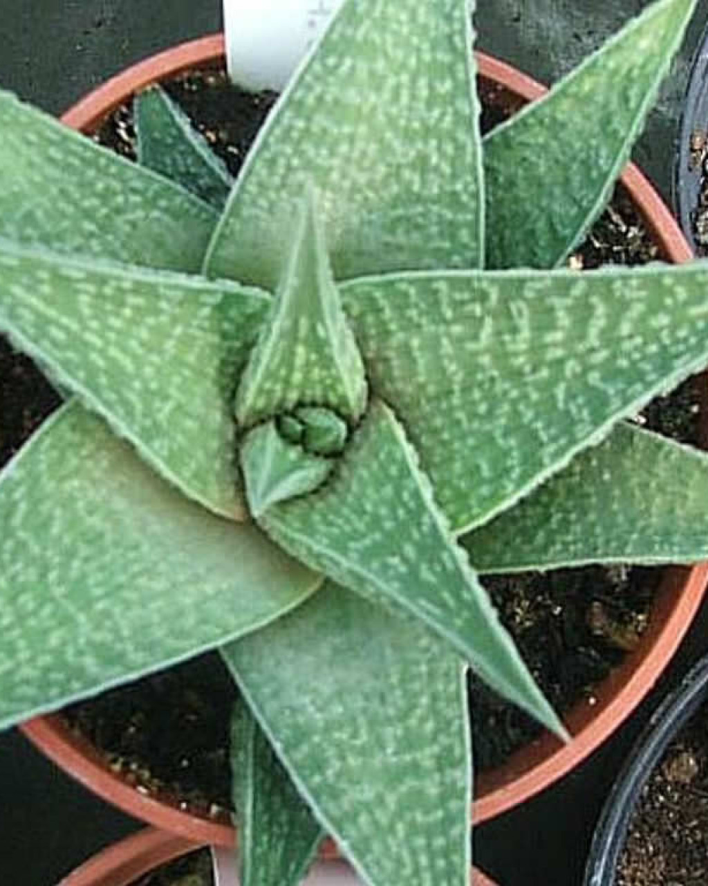Haworthia 'Jade Star'