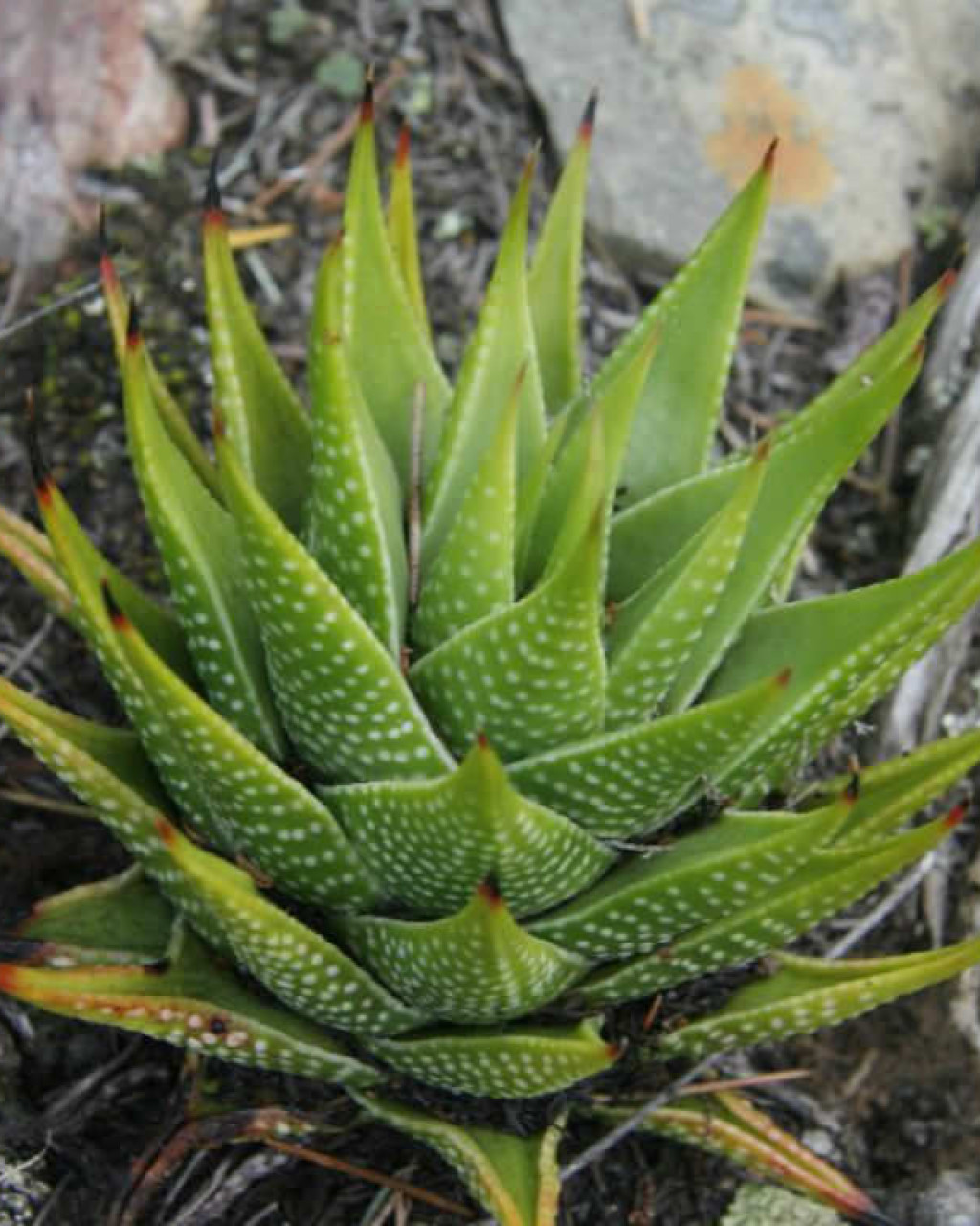 Haworthia kingiana