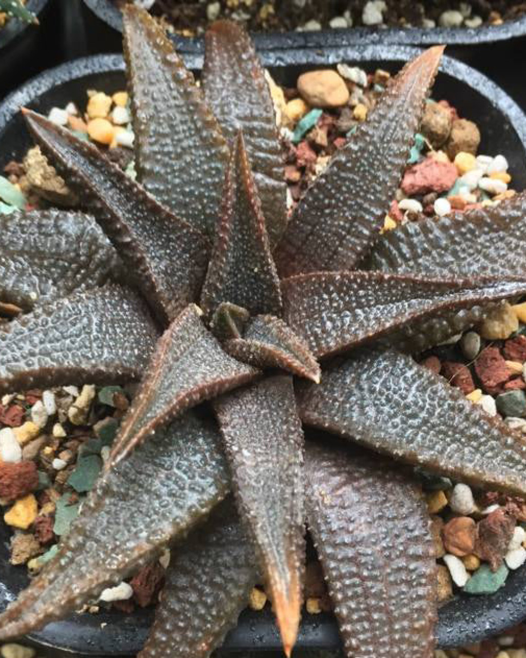 Haworthia koelmaniorum
