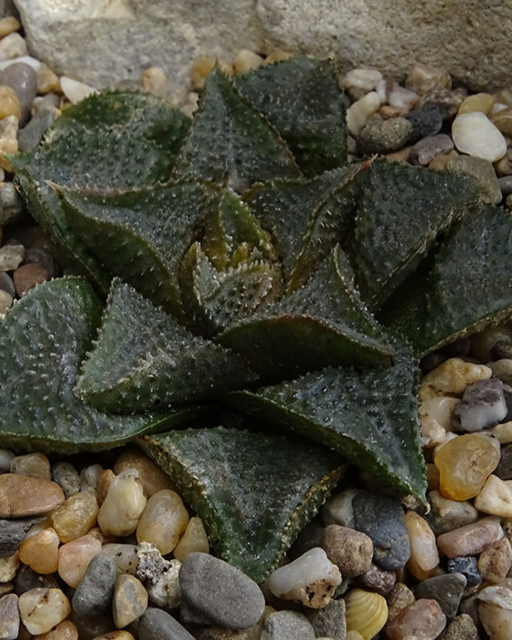 Haworthia koelmaniorum var. mcmurtryi