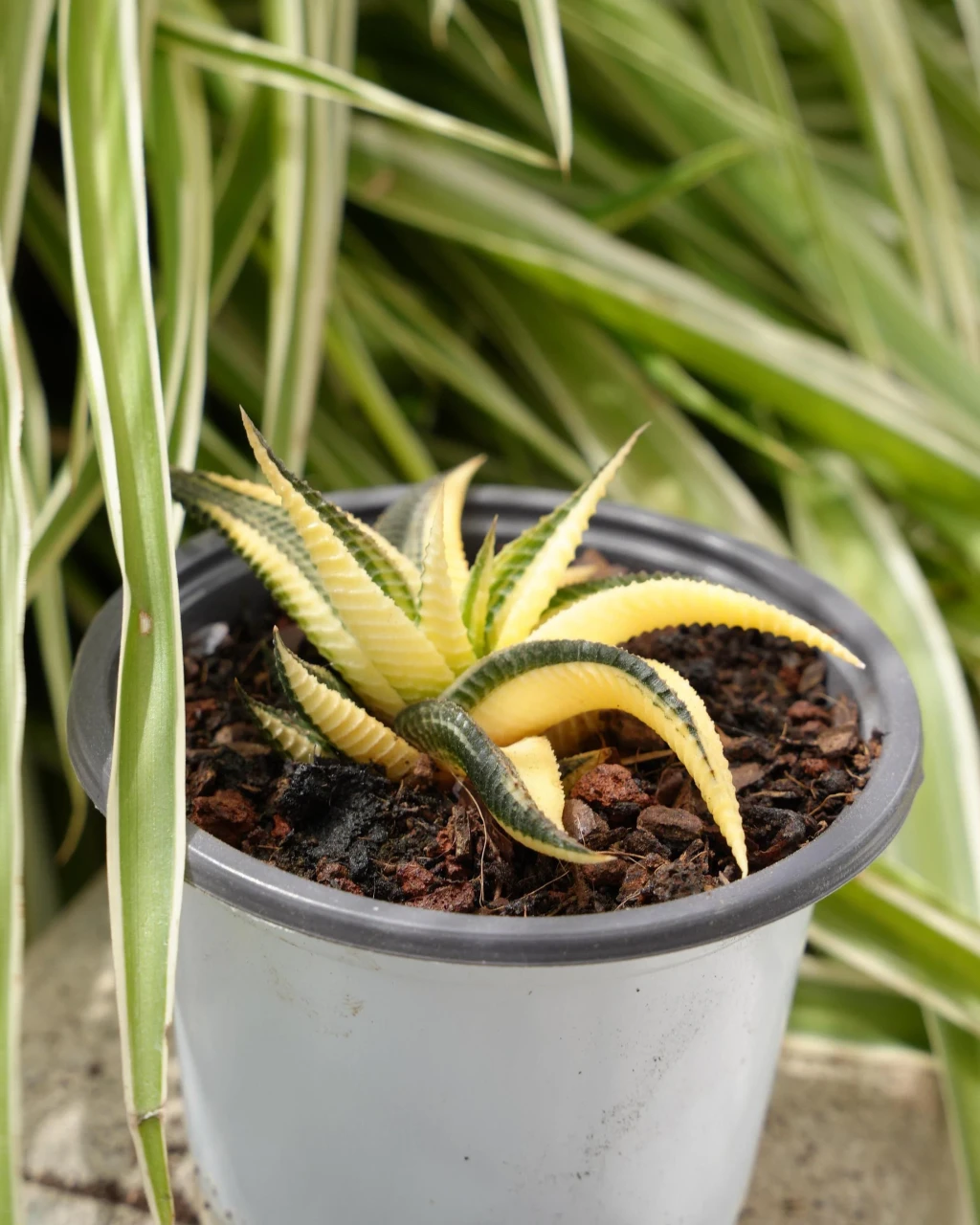 Haworthia limifolia f. variegata