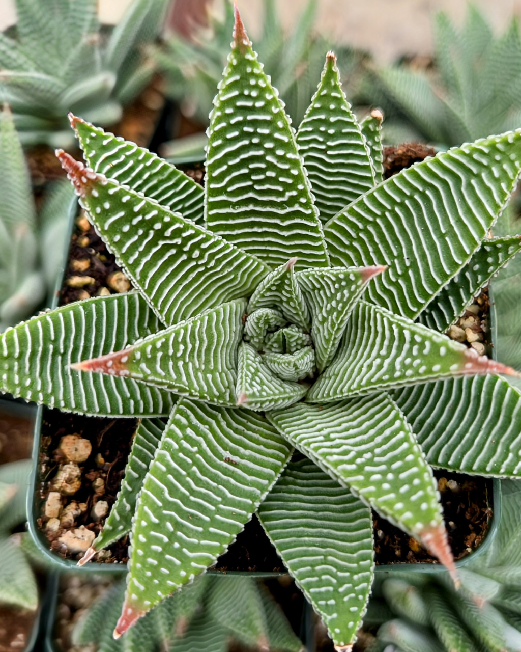 Haworthia limifolia 'Spider White'