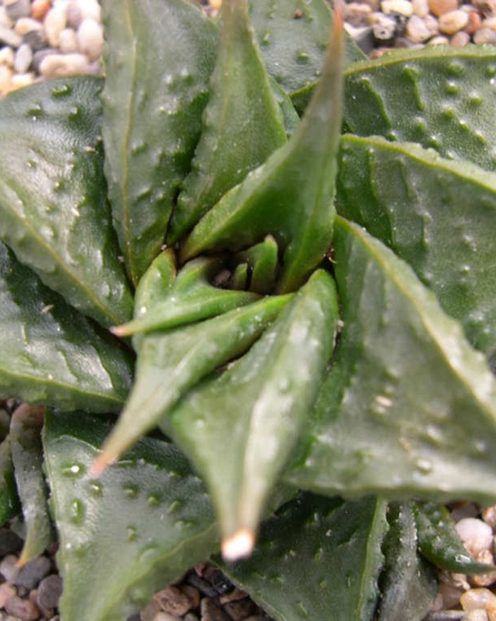 Haworthia limifolia var. arcana