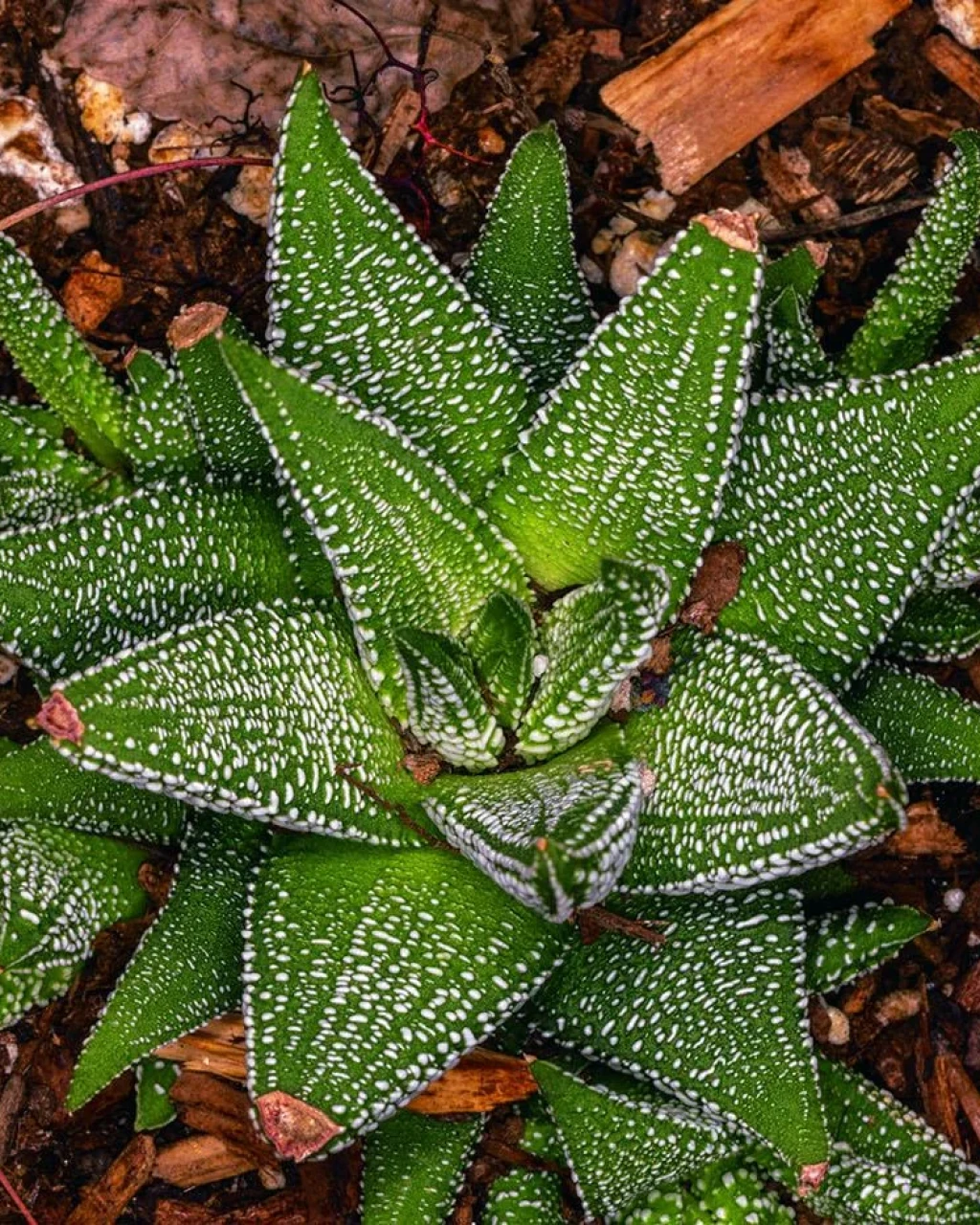 Haworthia limifolia var. gigantea