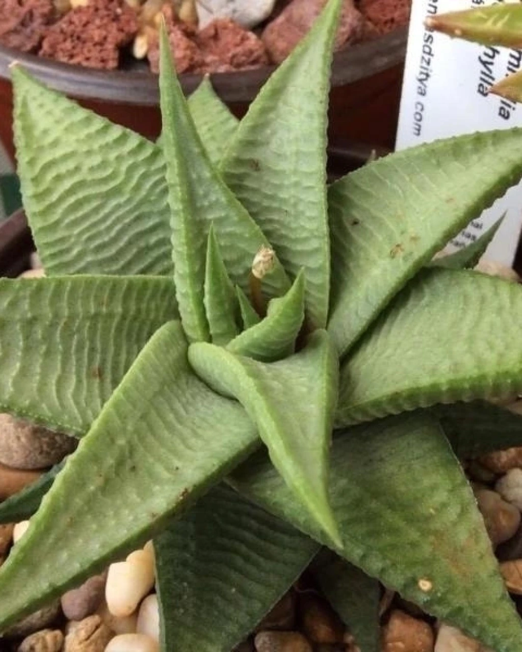 Haworthia limifolia var. glaucophylla