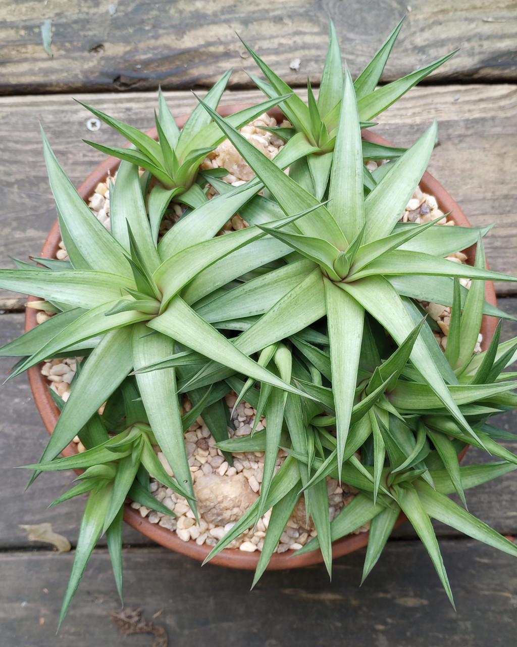 Haworthia limifolia var. ubomboensis