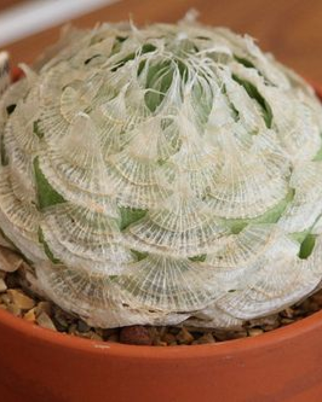 Haworthia lockwoodii