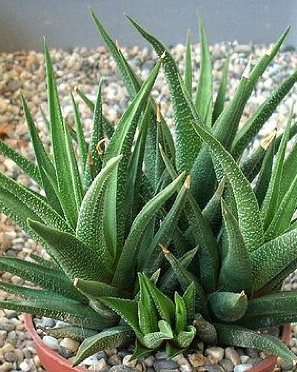Haworthia longiana