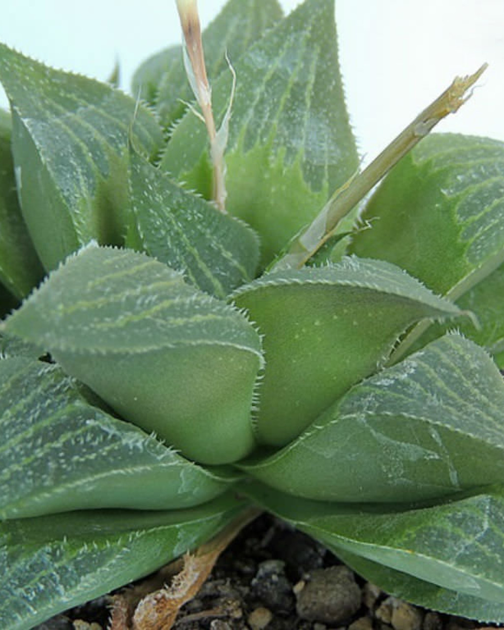 Haworthia magnifica
