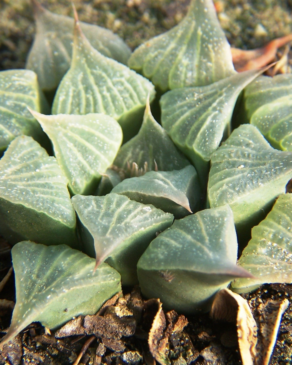 Haworthia magnifica var. acuminata