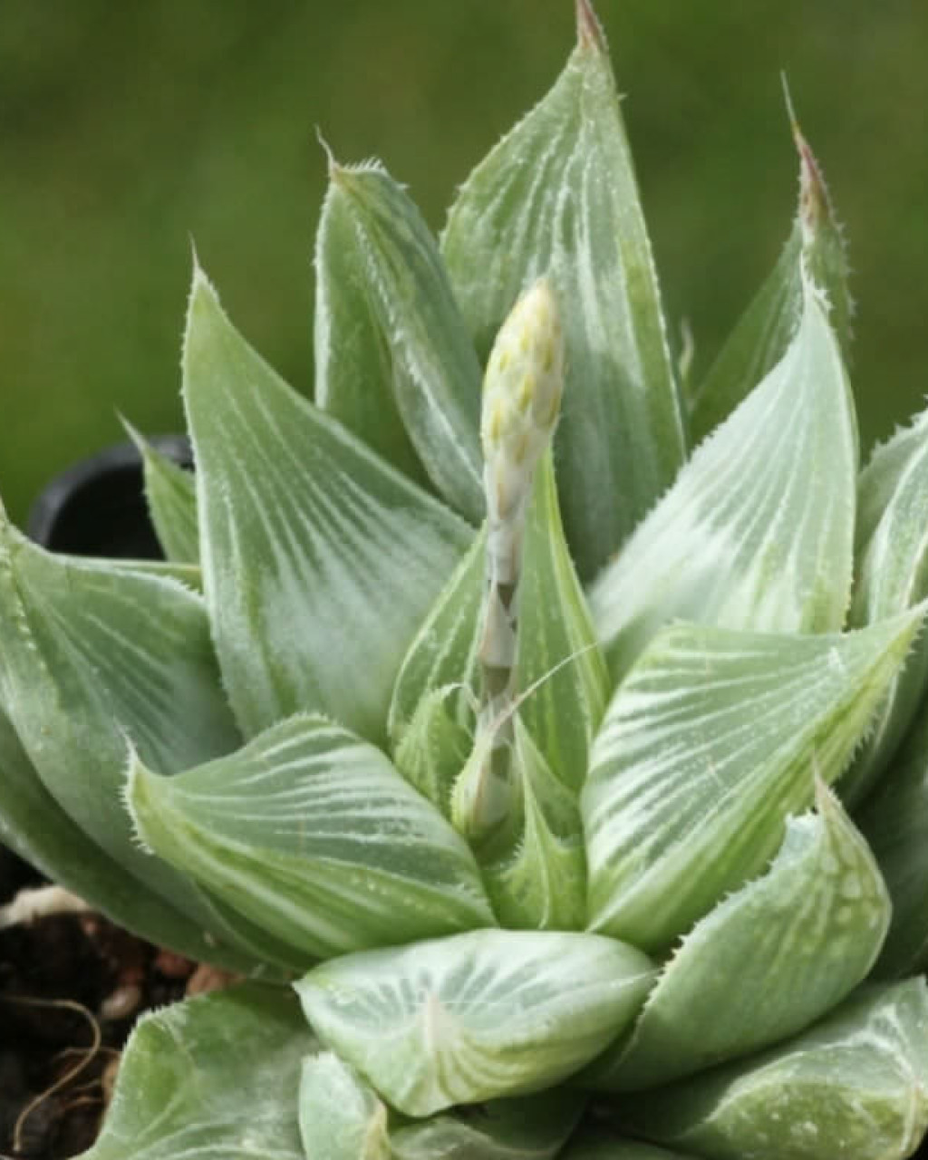 Haworthia magnifica var. acuminata ‘Grey Ghost’