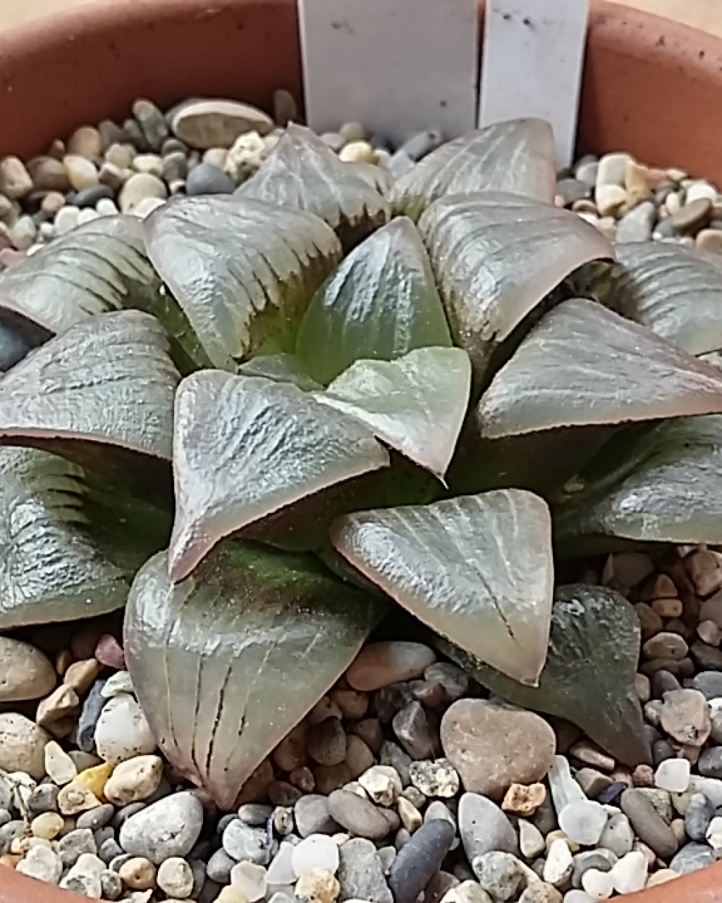 Haworthia magnifica var. atrofusca