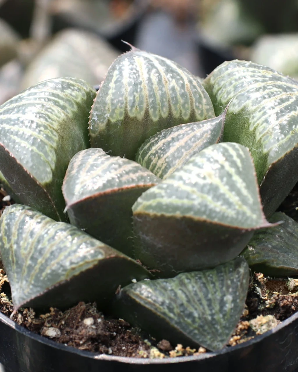 Haworthia magnifica var. splendens