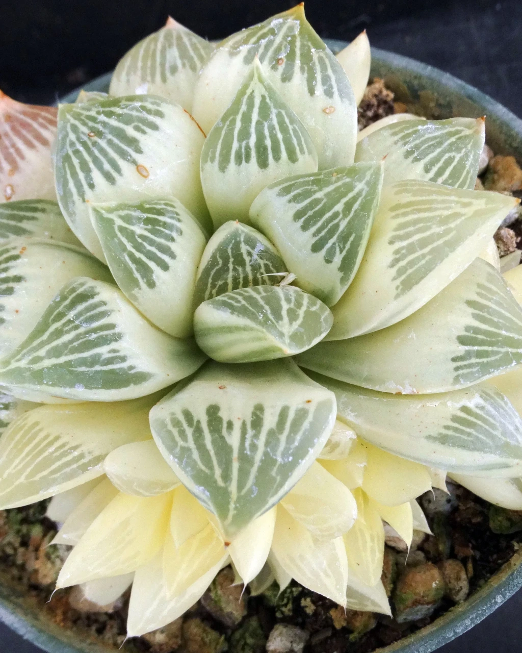 Haworthia magnifica 'Variegata'