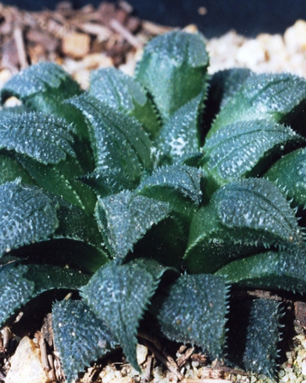 Haworthia maraisii