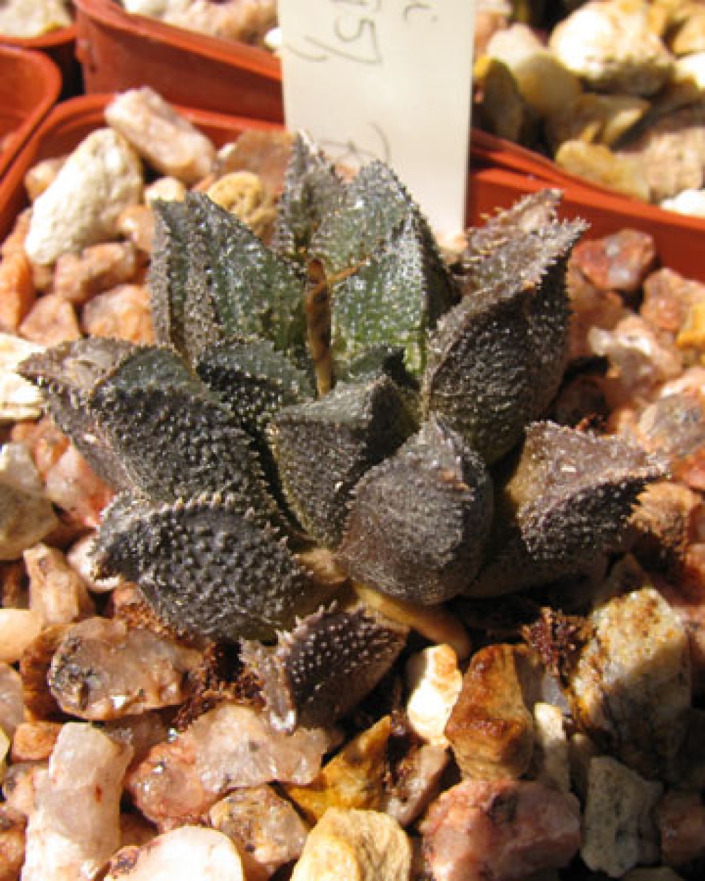 Haworthia Maraisii