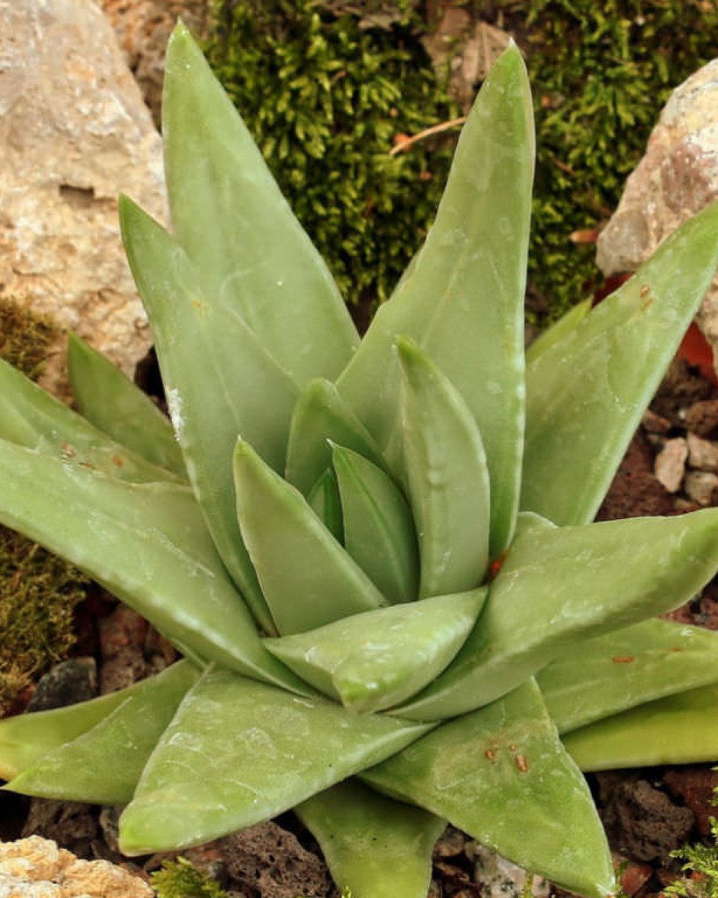 Haworthia marginata