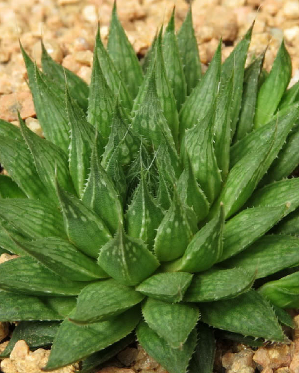 Haworthia marumiana