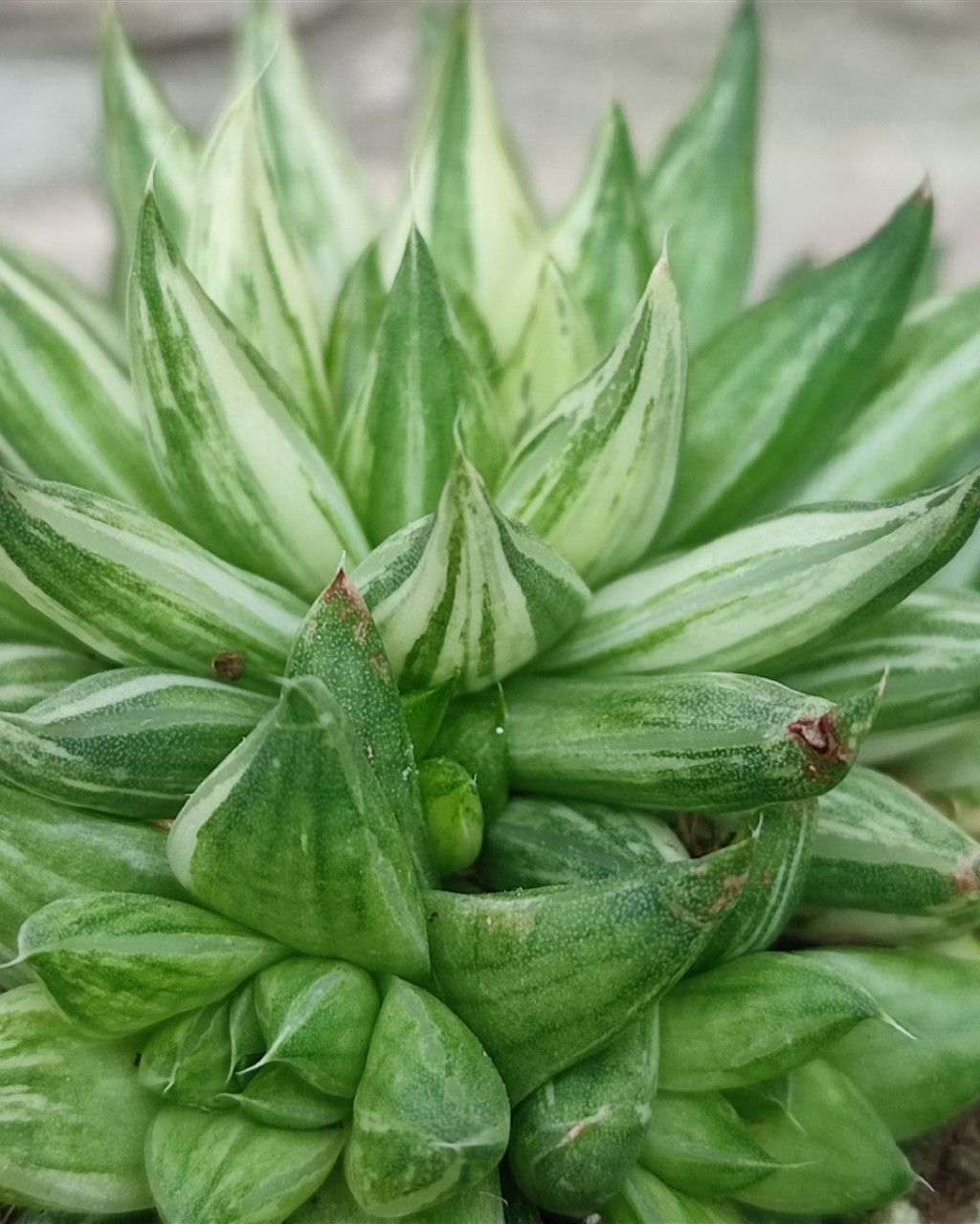 Haworthia marumiana f. variegata