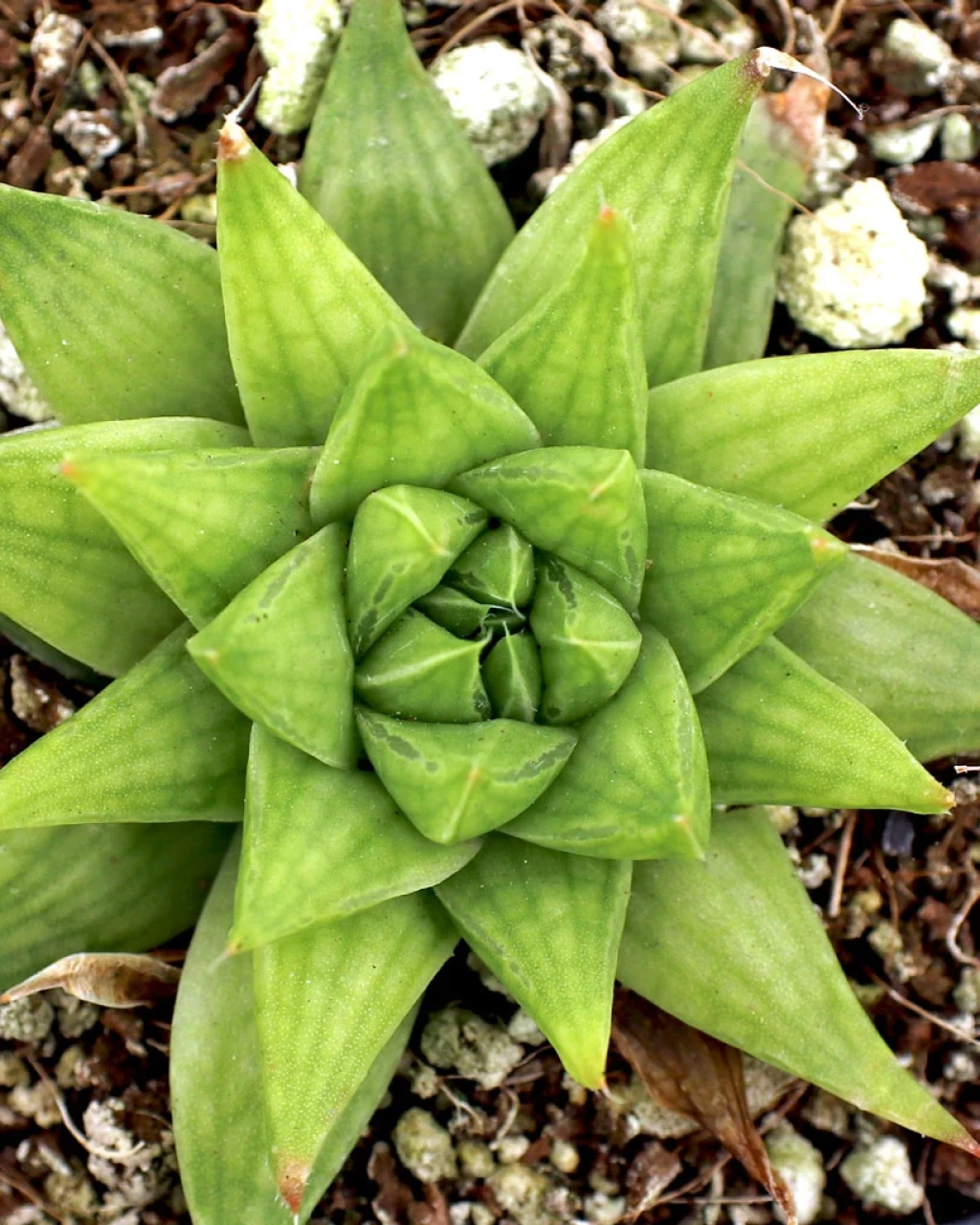 Haworthia marumiana var. batesiana