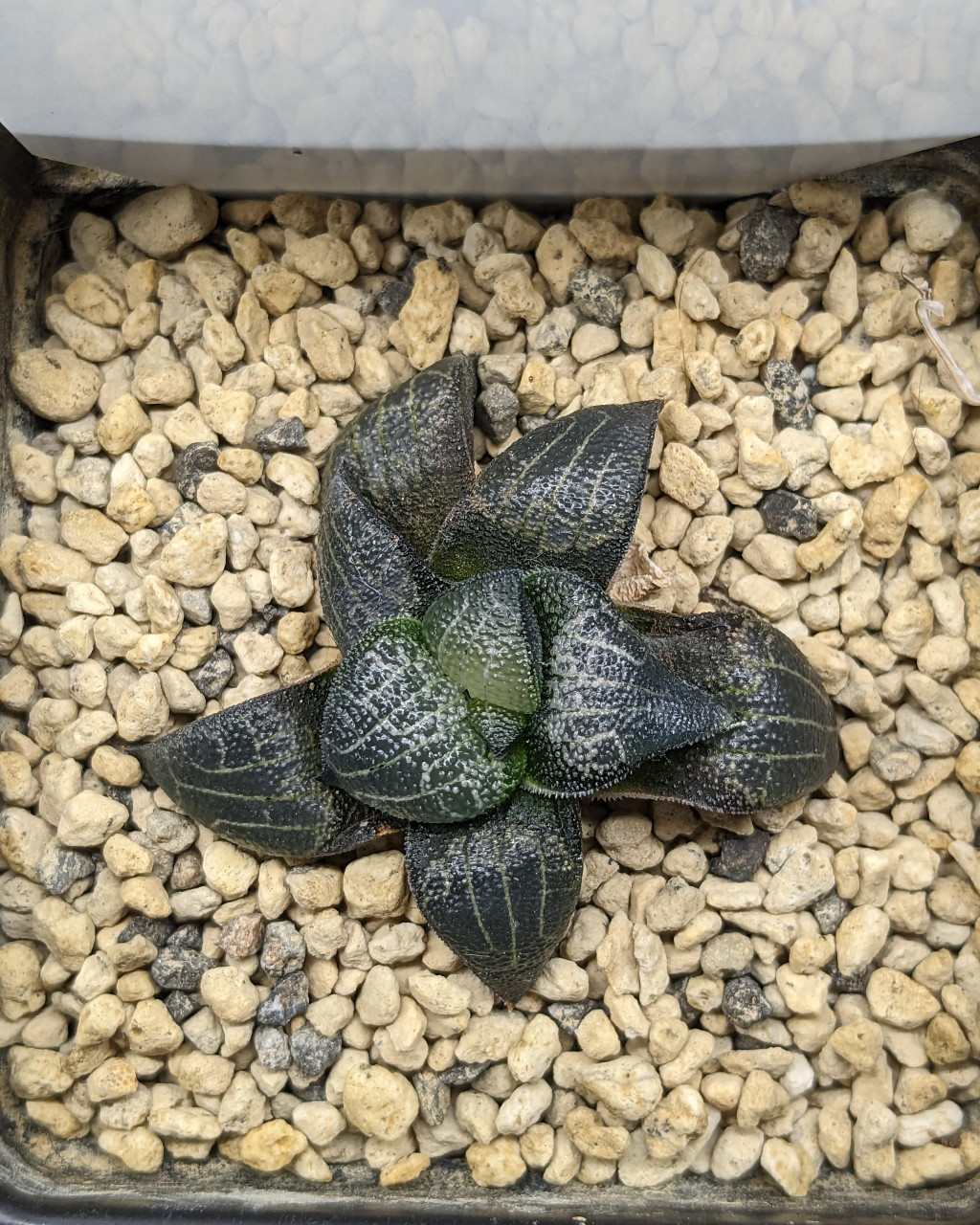 Haworthia marxii