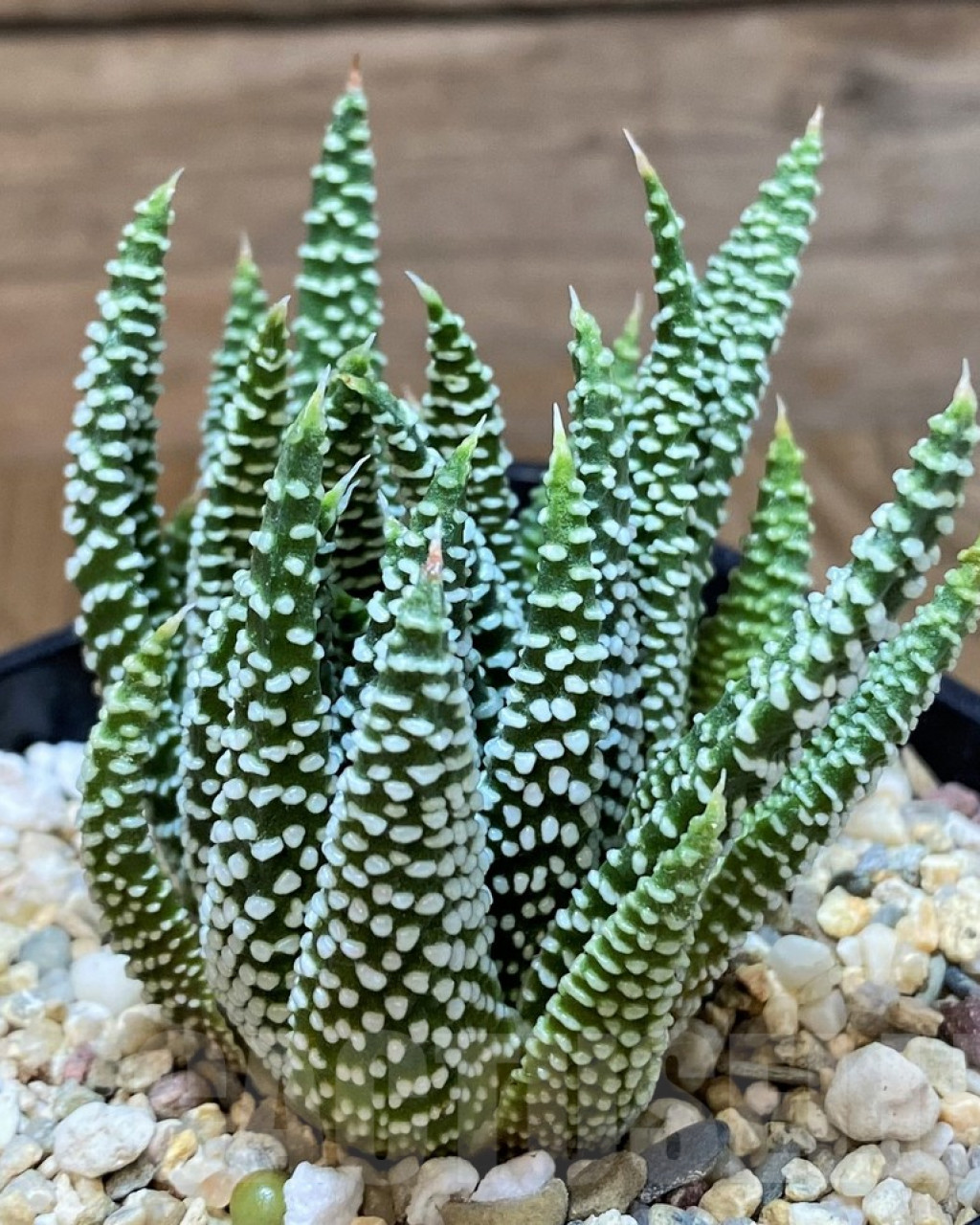 Haworthia minima