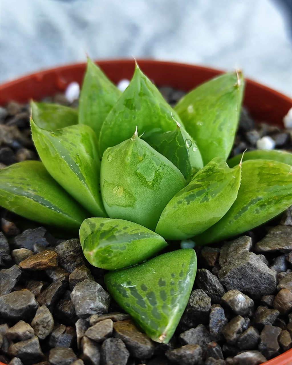 Haworthia mirabilis