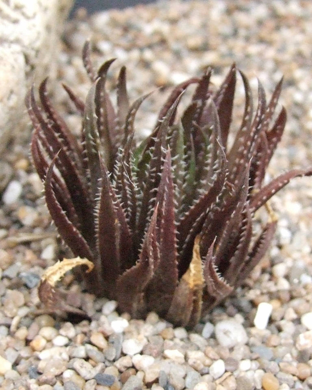 Haworthia monticola