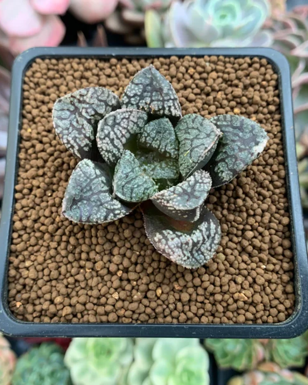 Haworthia 'Mordor'