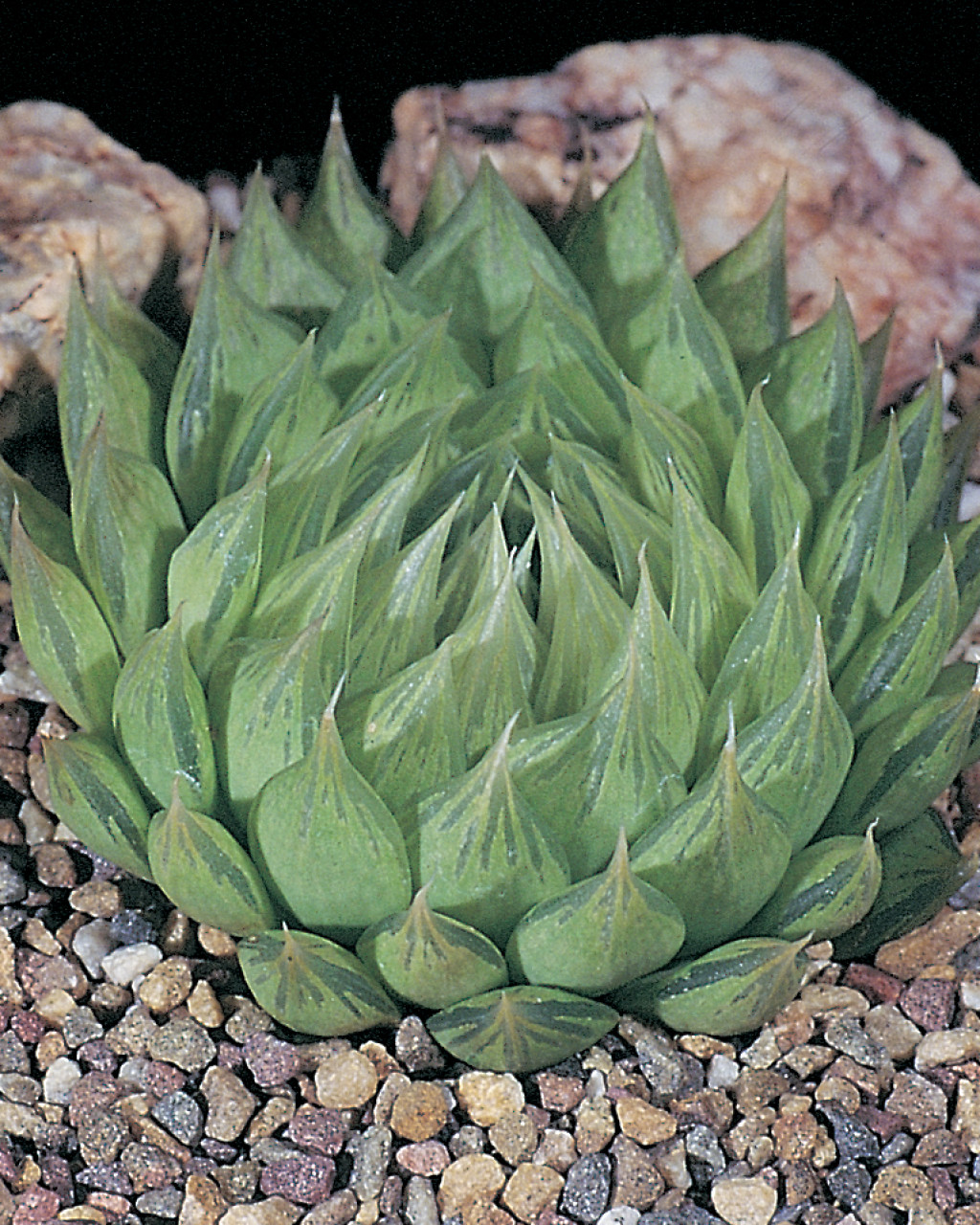 Haworthia mucronata