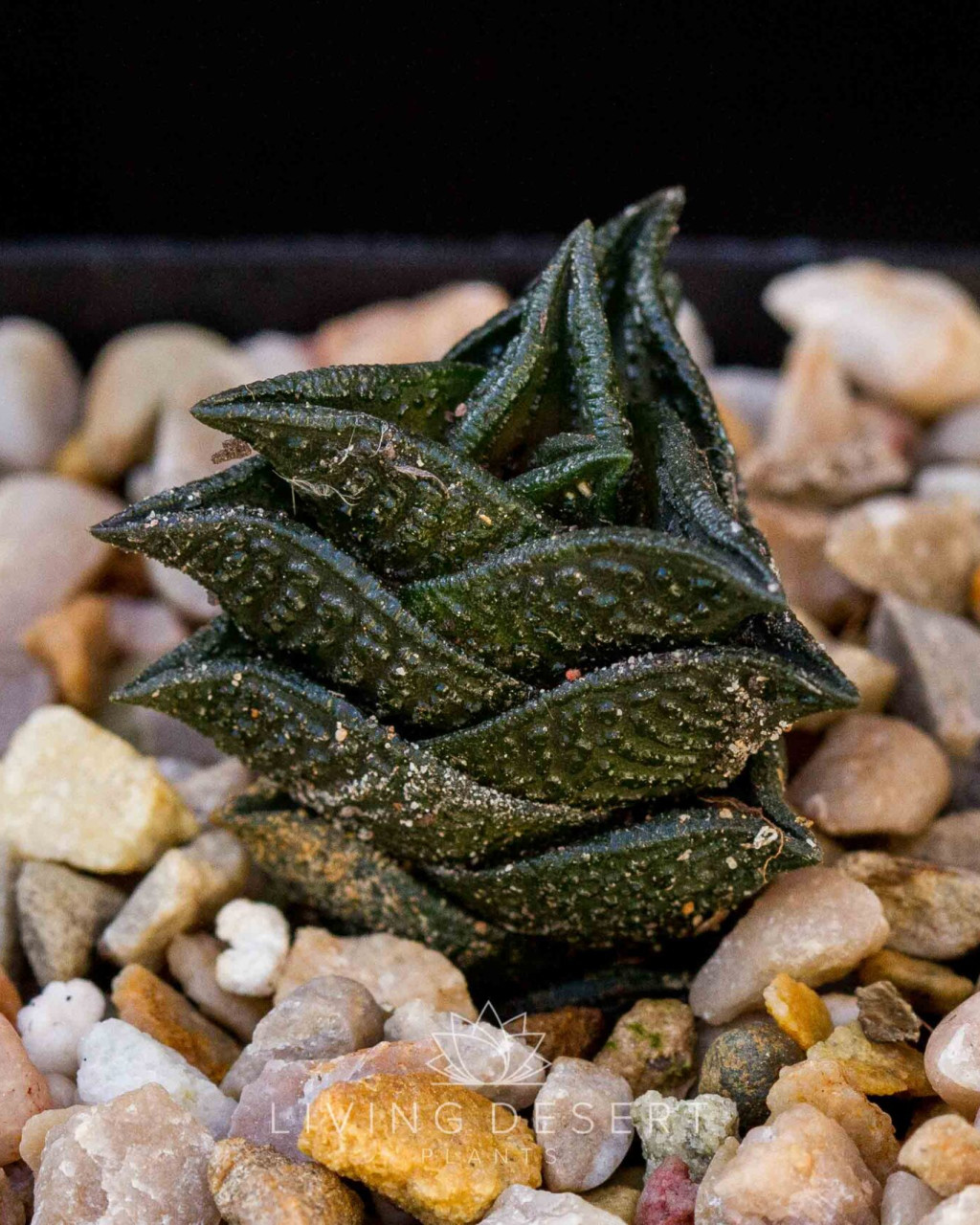 Haworthia nigra