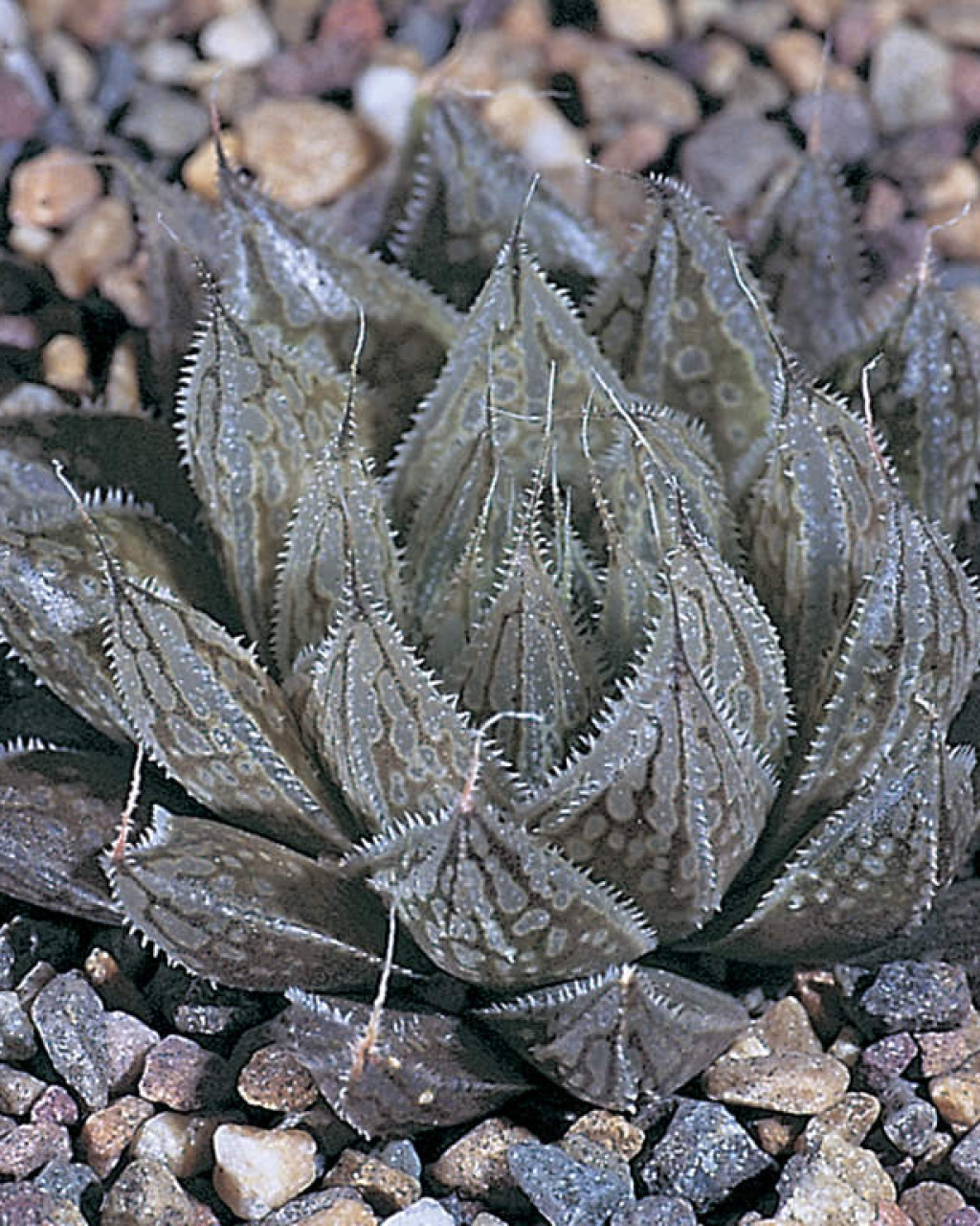 Haworthia nortieri var. globosiflora