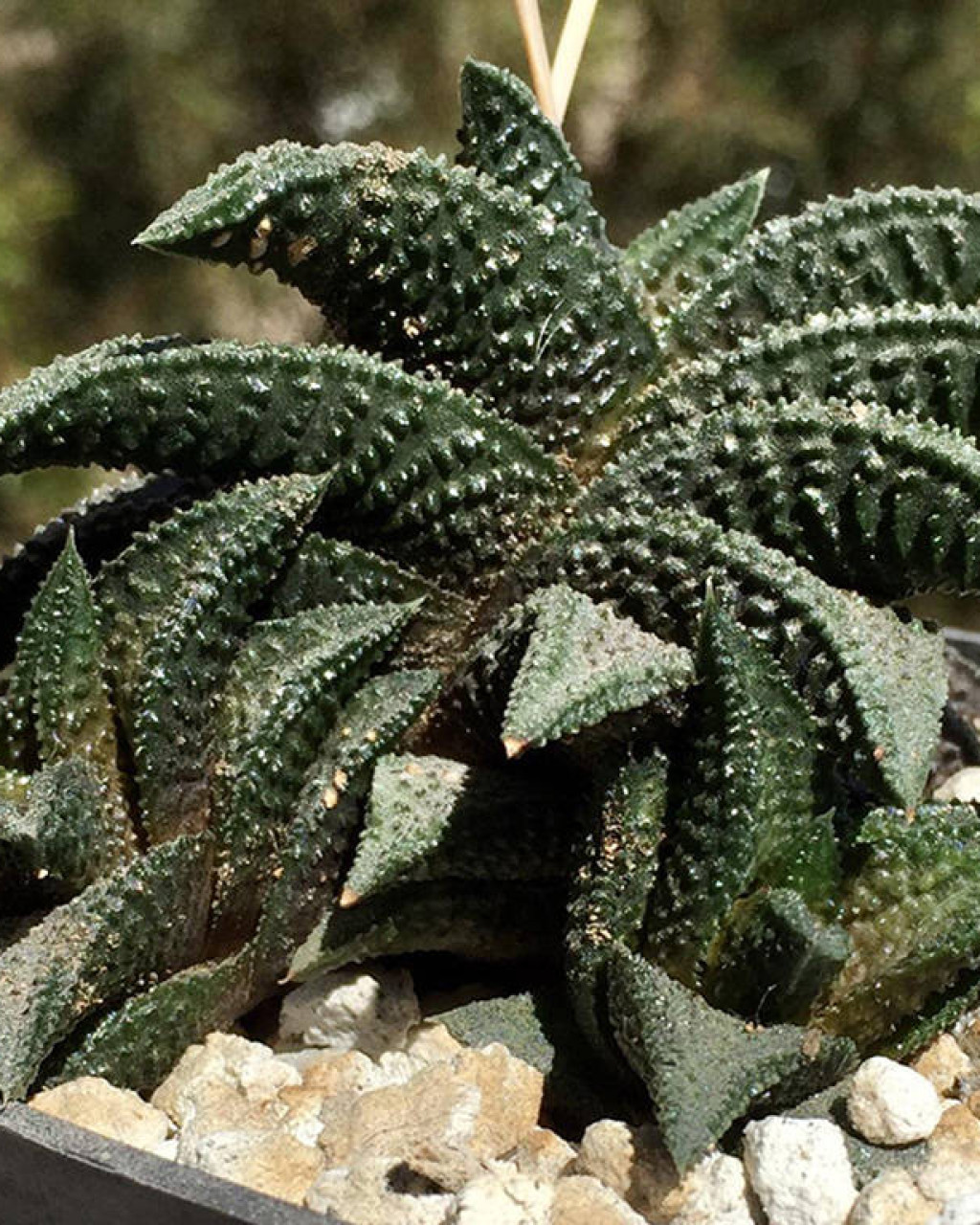 Haworthia 'Onigawara'