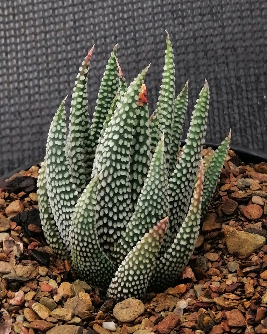 Haworthia opalina